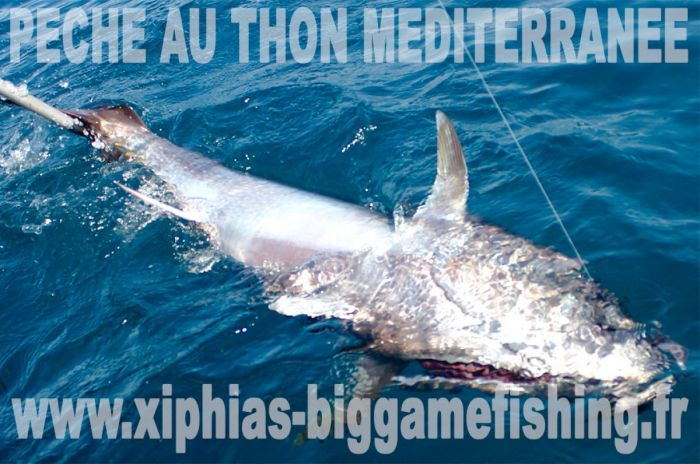 Pêche du thon rouge en Méditerranée