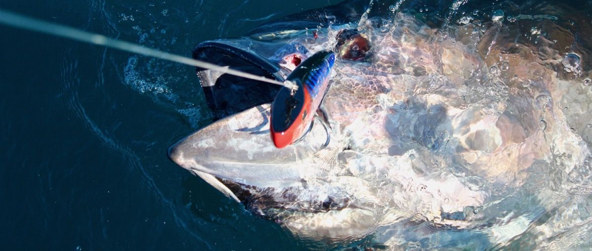 Réservez en ligne une session pêche au thon rouge