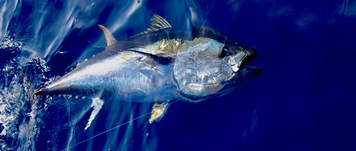 Photo pêche au gros