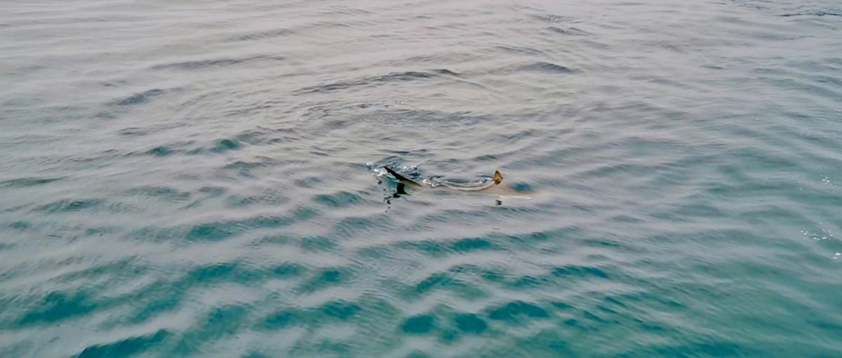 Réservez la pêche u requin