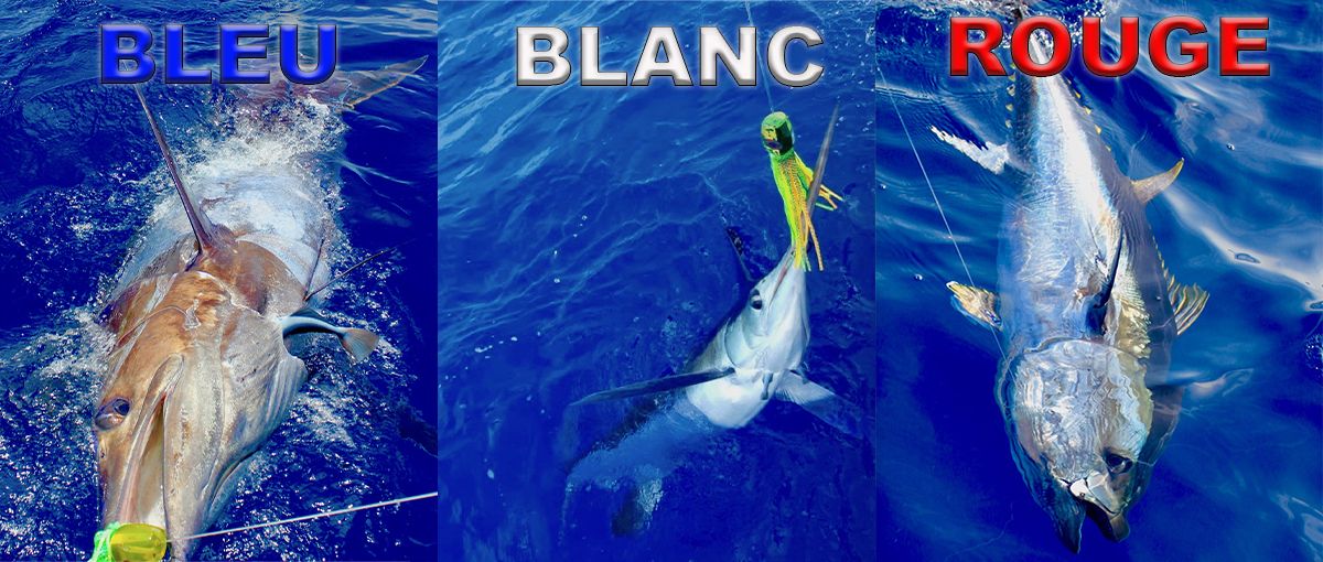 https://www.xiphias-biggamefishing.fr/index.php?page=tarifs-peche-au-gros&id=341https://www.xiphias-biggamefishing.fr/index.php?page=peche-du-marlin-bleu&id=1084