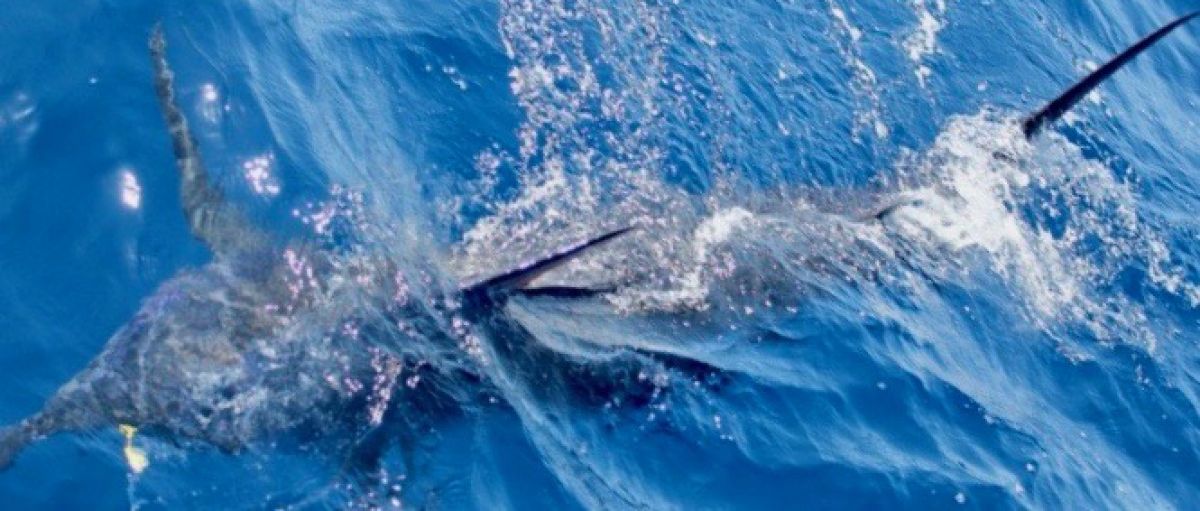 vidéo pêche du marlin bleu