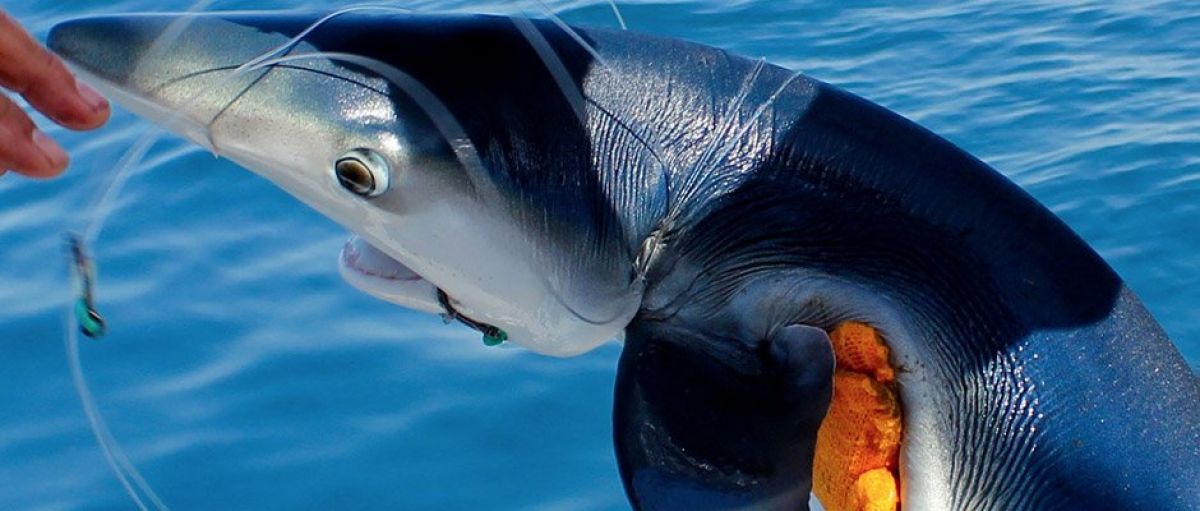 Réservez en ligne la pêche du requin 