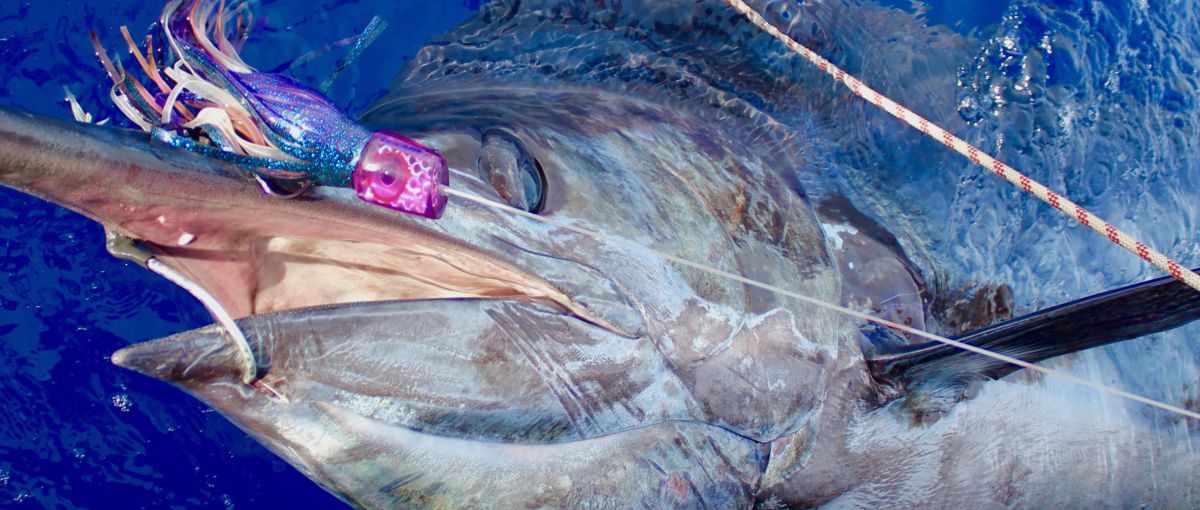 Réservez la pêche du marlin bleu Atlantique