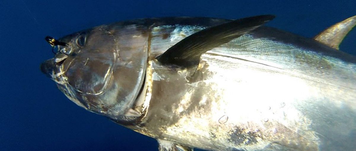 Réservez journée pêche au gros 2018