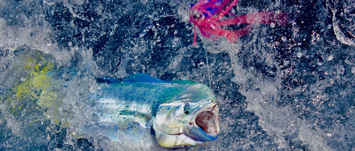 Réservez en ligne, la pêche au gros