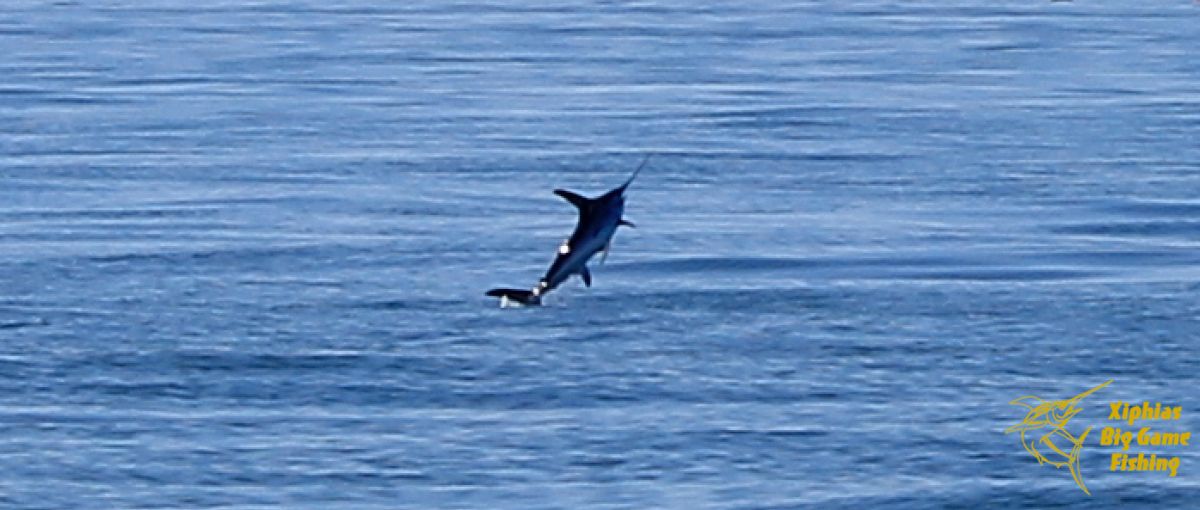 Pêche à l'espadon Xiphias Gladius Réservez