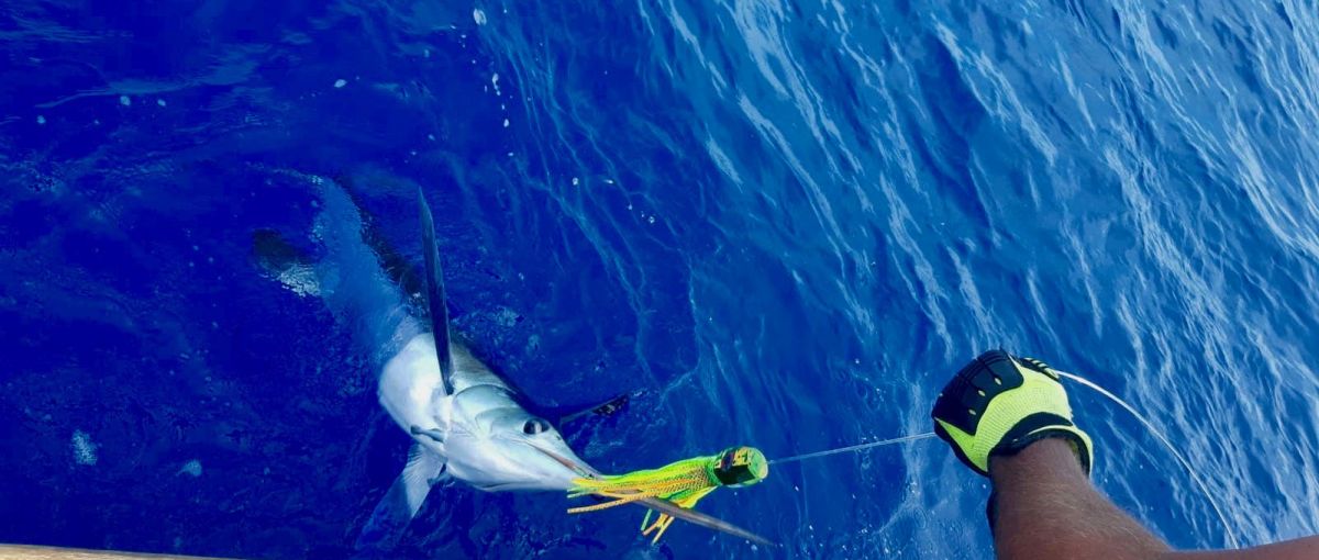 Pêche du marlin blanc 