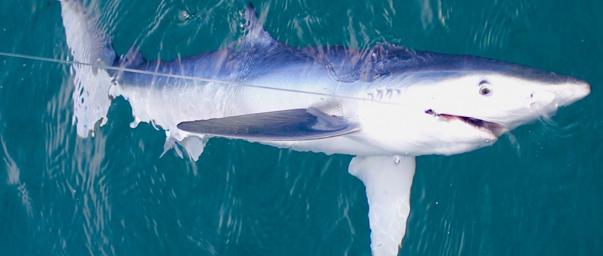 Pêche au requin