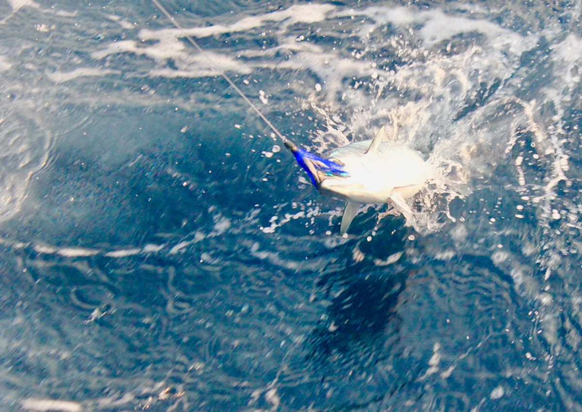 Leurre De Pêche à La Traîne Feather Rig - Pour Thon, Marlin, Effet Lumineux, Longueur 150 Mm, Poids 210 G