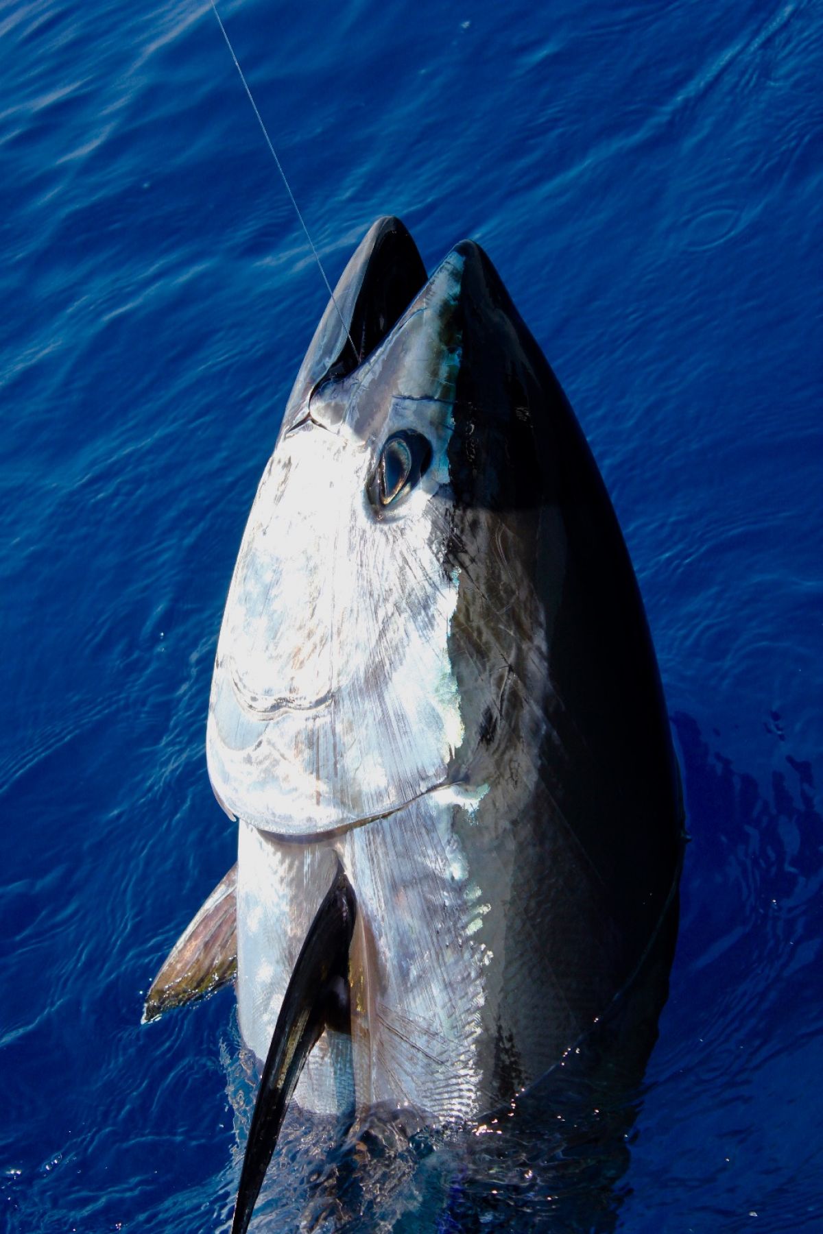 Bluefin tuna report - rapport de pêche au thon du 20/07/2017