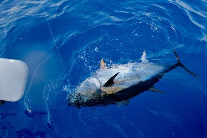 Pêche au gros peche au thon