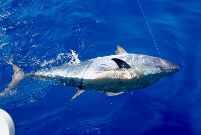 Pêche au gros