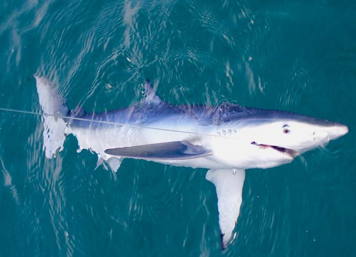 Pêche au gros mai 2018 - requin en Algarve