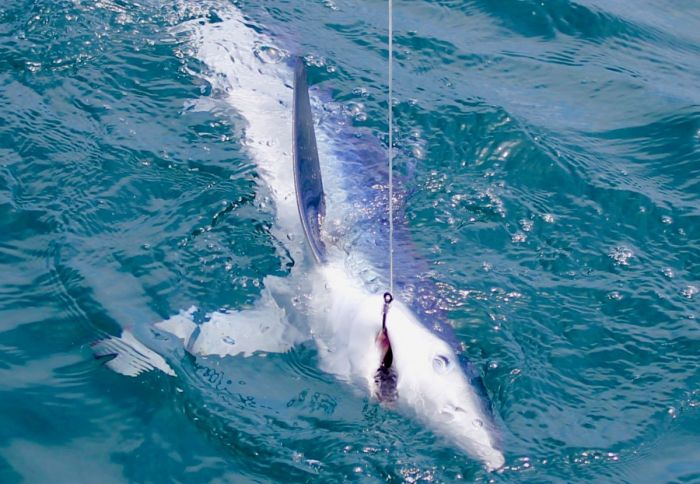 Pêche au gros - requin - algarve