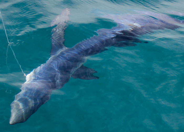 peche au requin peau bleu