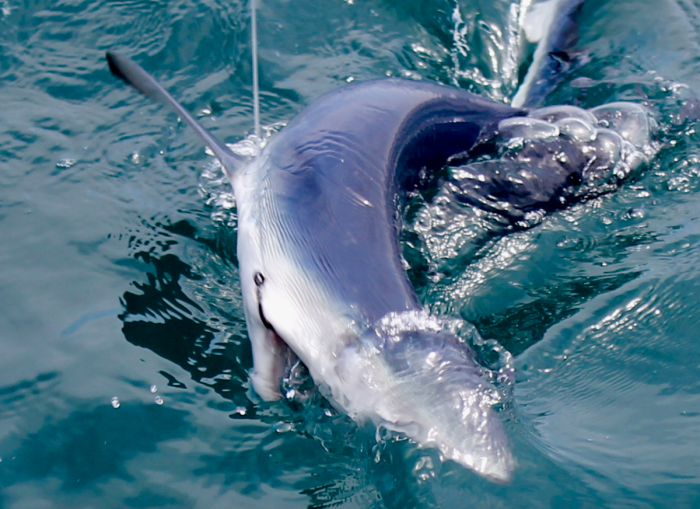 peche au requin peau bleu