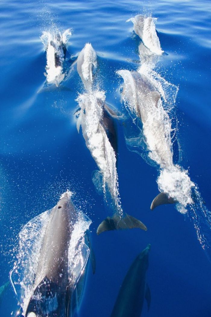 Les pélagiques de l'Algarve 52 minutes pour SEASONS