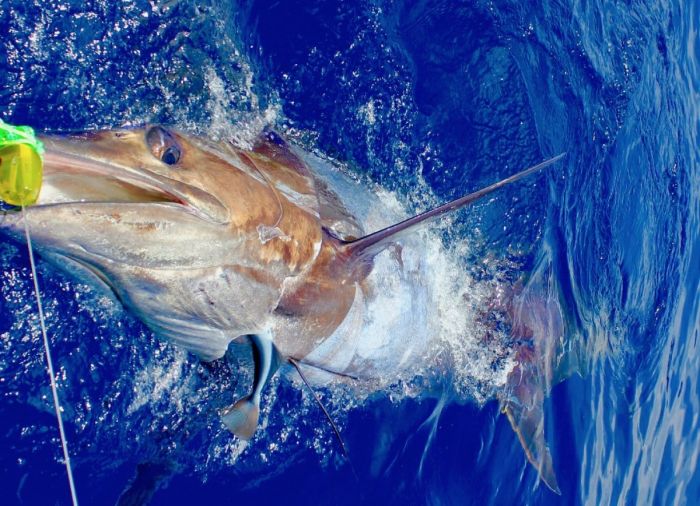 pêche au gros photos - marlin bleu du Portugal 700 lbs