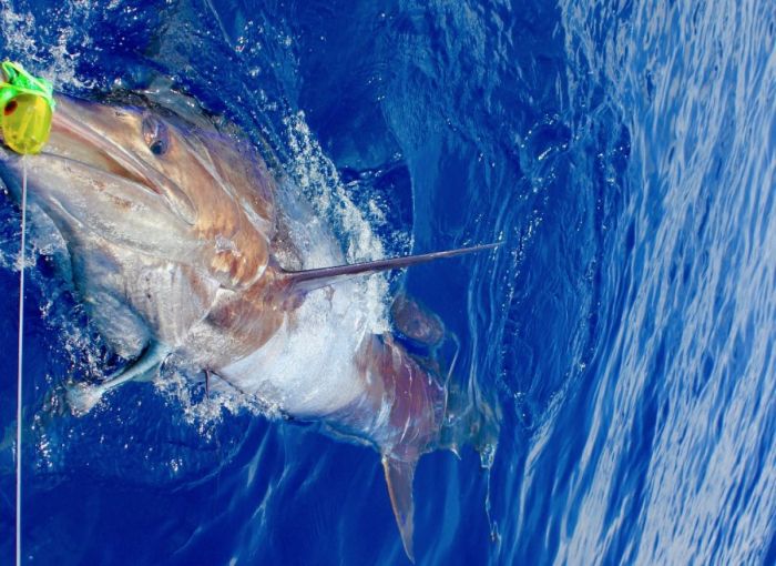 Journée pêche au gros marlin bleu