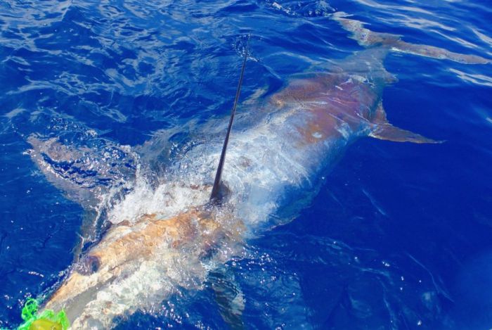 Pêche au gros, marlin bleu de 700 lbs