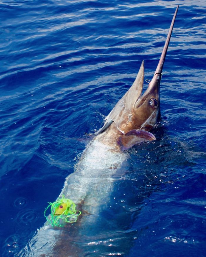 Pêche au gros marlin bleu du Portugal