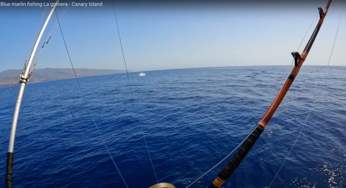 blue marlin front of la gomera