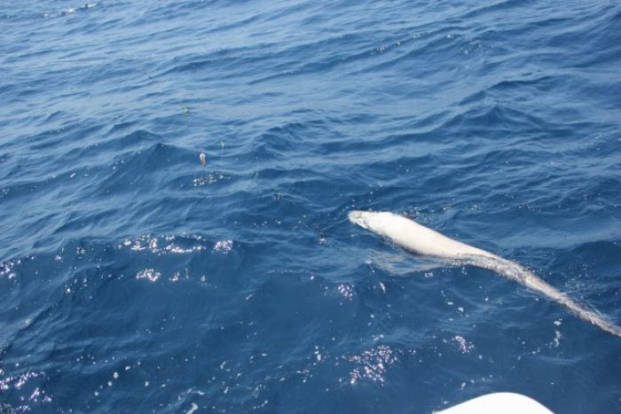 pêche aux grands fonds moulinet éléctrique