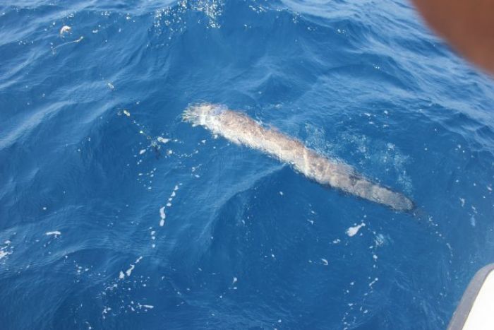 pêche aux grands fonds moulinet éléctrique