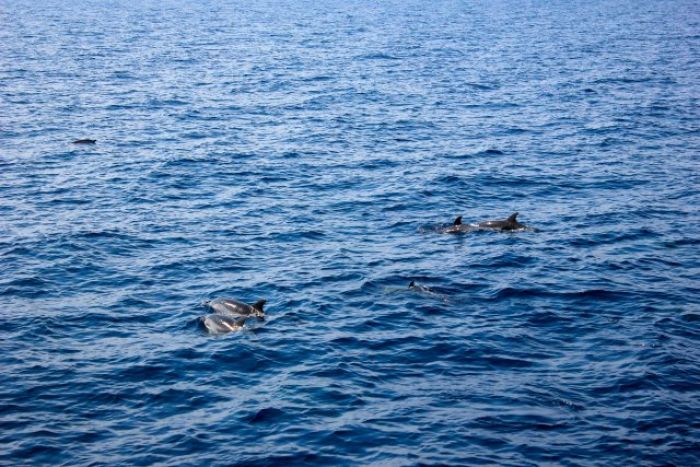  whale watching en France