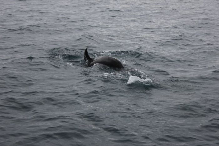 grand dauphin tursiops