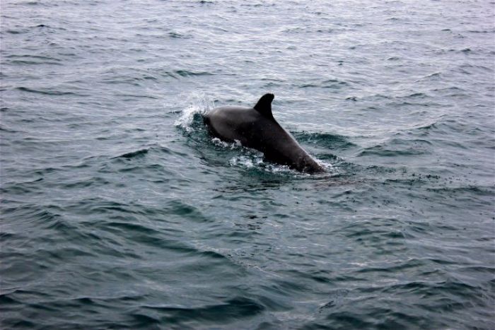 grand dauphin tursiops
