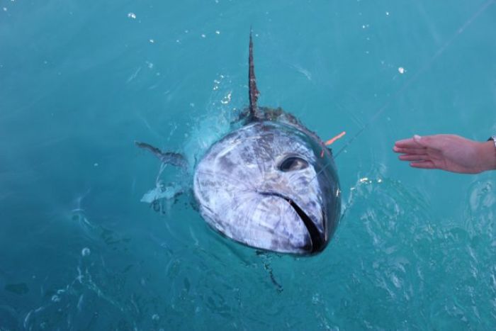 Pêche au thon au broumé