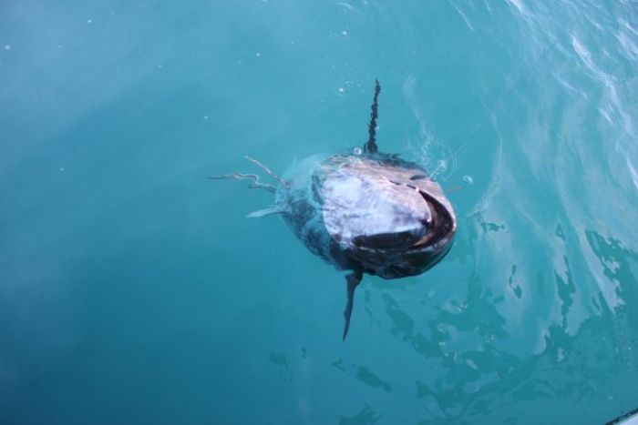 Pêche au thon au broumé