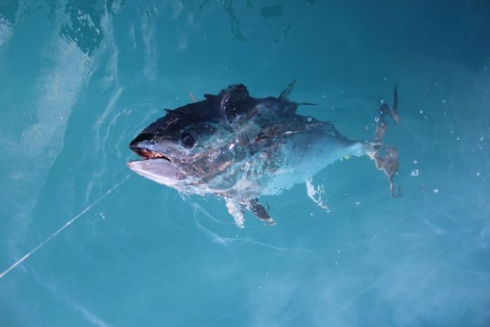 Pêche au thon au broumé