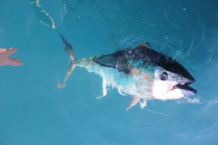 Pêche au thon au broumé