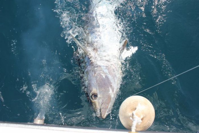 Pêche au thon au broumé