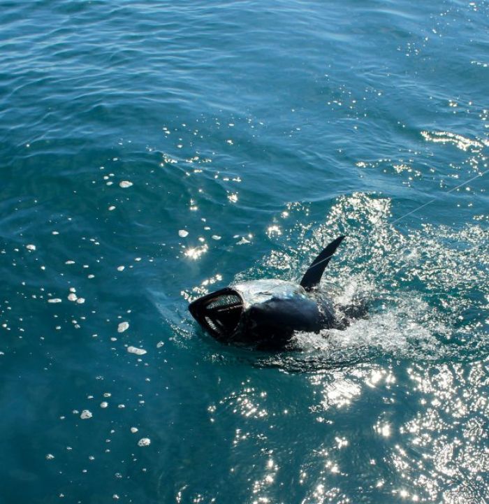 Pêche au gros