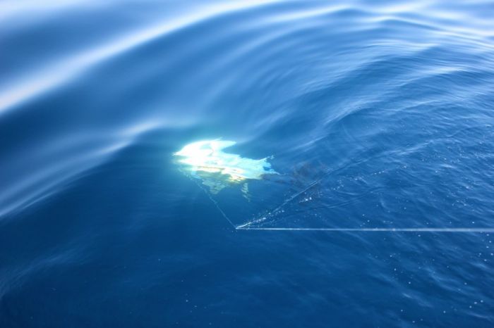 bluefin tuna fishing