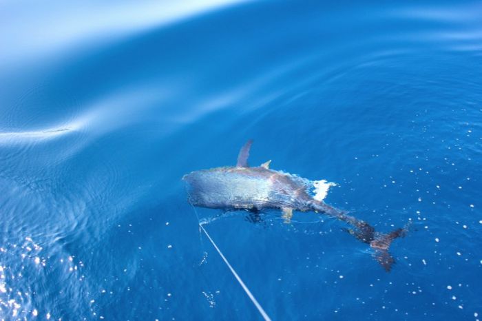 bluefin tuna fishing