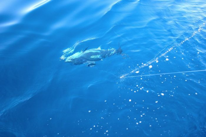 bluefin tuna fishing