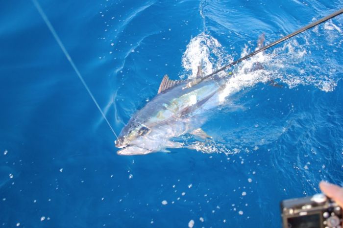 bluefin tuna fishing