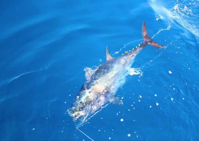 bluefin tuna fishing