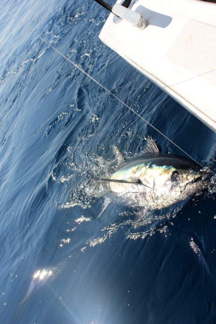 bluefin tuna fishing