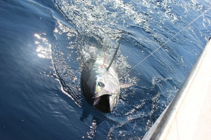 bluefin tuna fishing