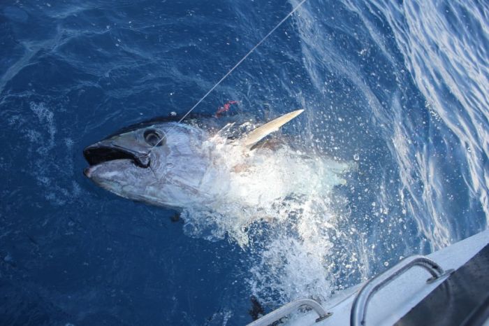 Pêche au thon 13/09/2014