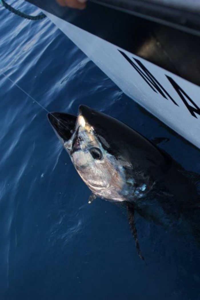 Pêche au thon rouge sur le MARLIN