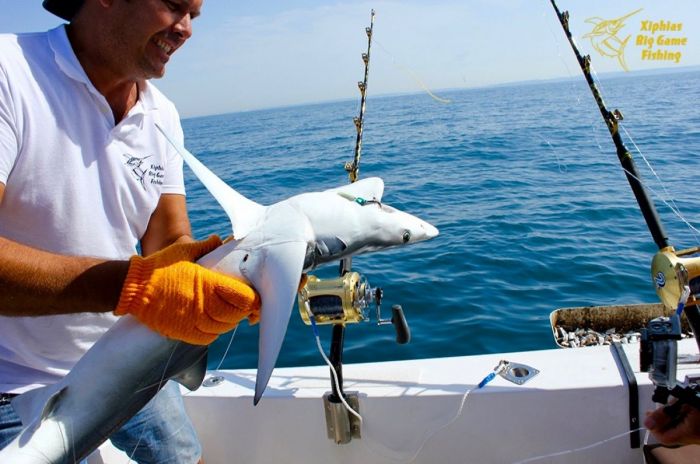 Pêche au requin