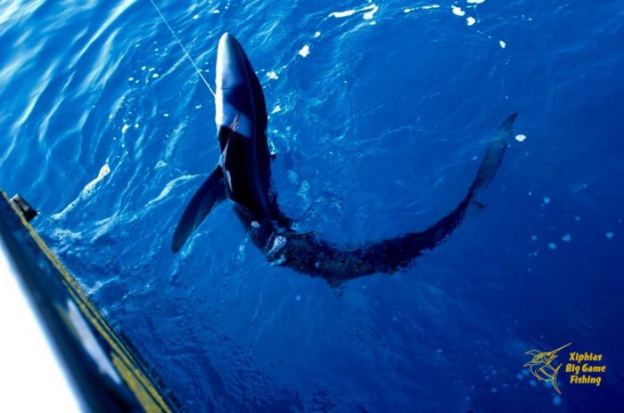 Pêche au requin