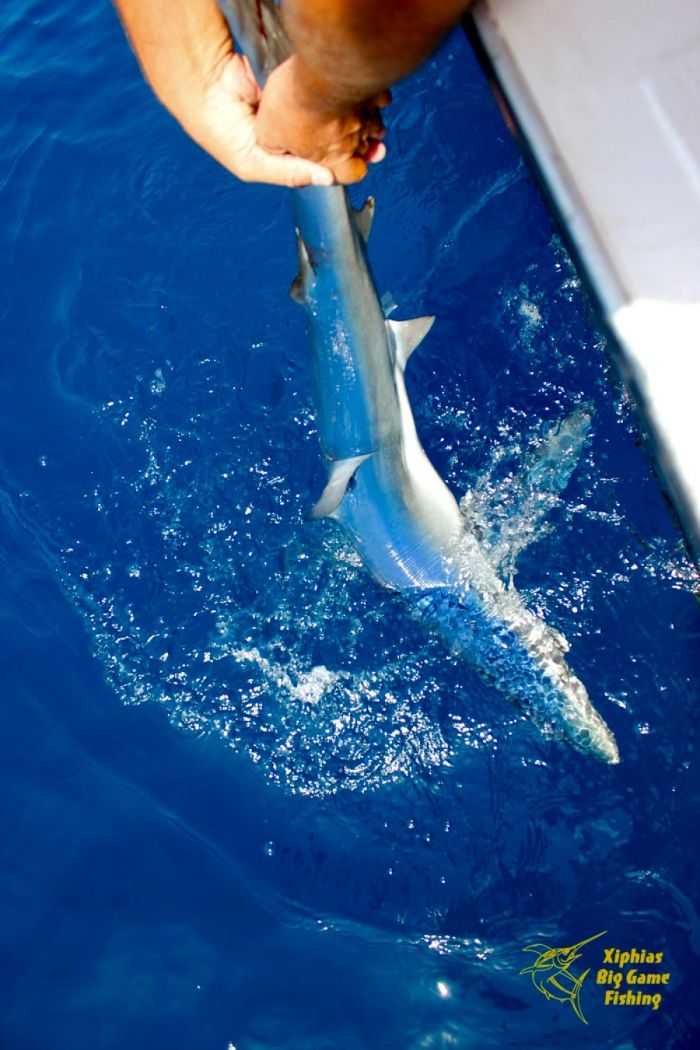 Pêche au requin